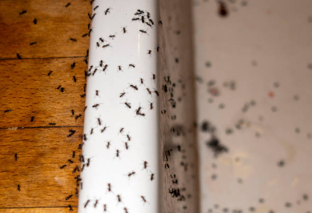 Best Commercial Pest Control Services  in Brookneal, VA