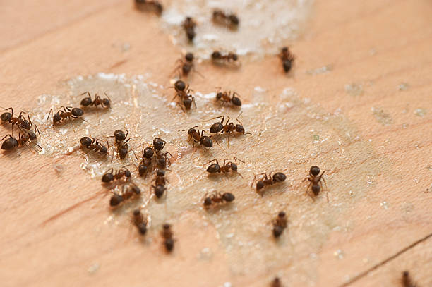 Best Pest Control for Homes  in Brookneal, VA